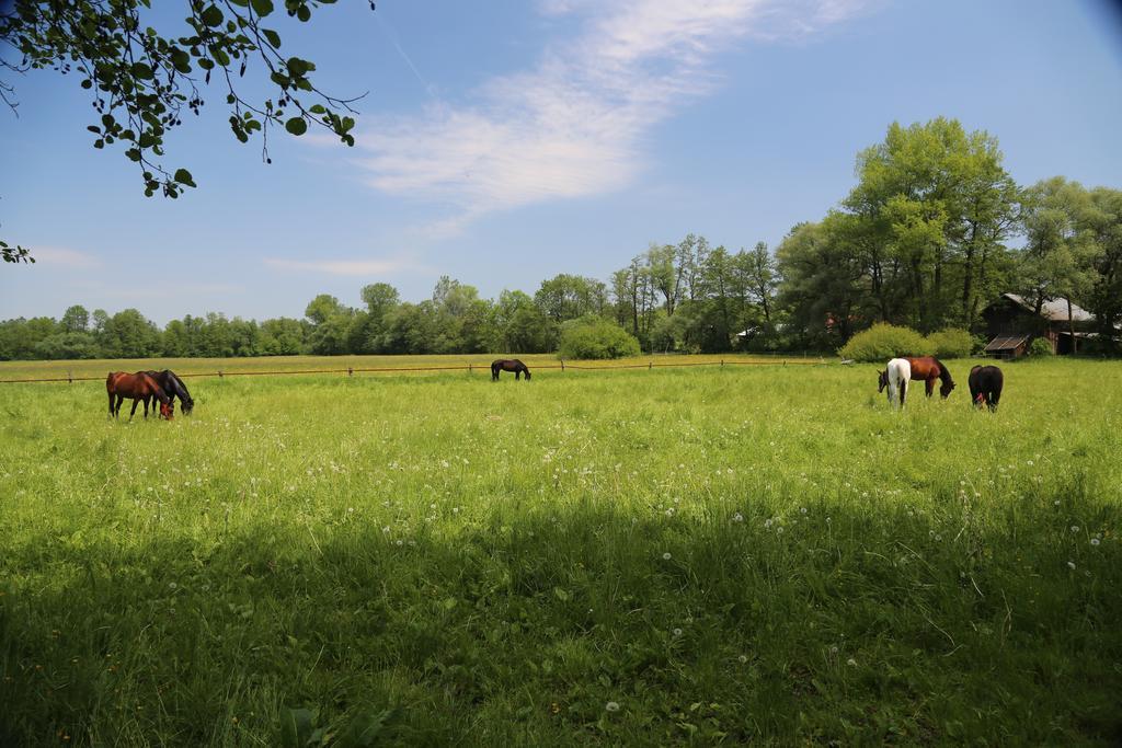 Gospodarstwo Agroturystyczne Stary Mlyn Wilczkowice Michalowice  Exterior foto