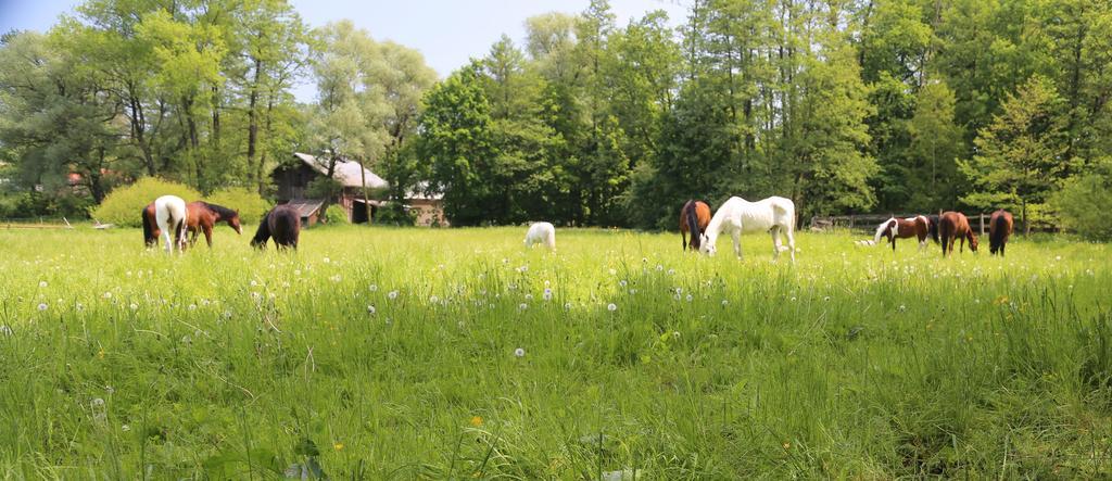 Gospodarstwo Agroturystyczne Stary Mlyn Wilczkowice Michalowice  Exterior foto